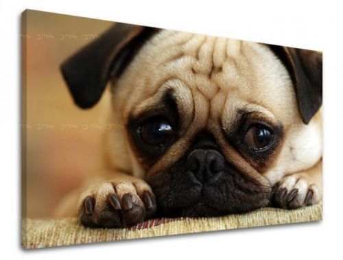 Obraz na stenu ZVIERATÁ ZV043E11