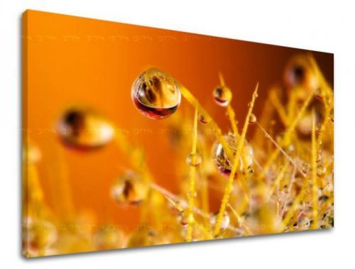 Obraz na stenu RASTLINY RA002E11