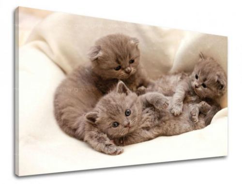 Obraz na stenu ZVIERATÁ ZV006E11