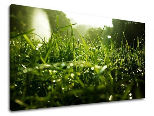 Obraz na stenu RASTLINY RA001E11