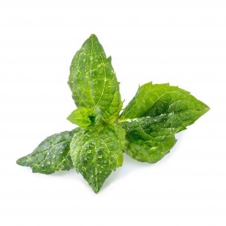 Lingot pre chytré kvetináče Véritable Mäta