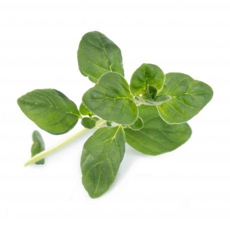 Lingot pre chytré kvetináče Véritable Oregáno