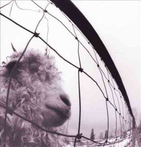 Pearl Jam - Vinyl Vs.