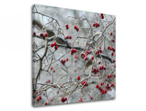 Obraz na stenu STROMY ST006E12