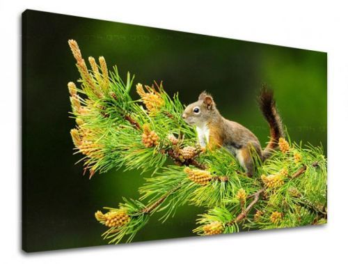 Obraz na stenu ZVIERATÁ ZV013E11